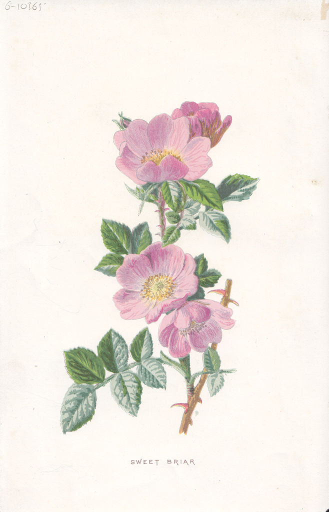 FLOWERS. Sweet Briar c1895 old antique vintage print picture